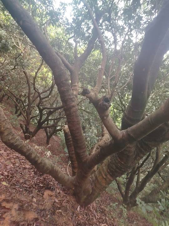 梧桐山